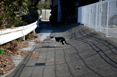 吾輩は飼い猫である