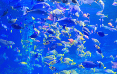 ワンダーランド