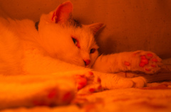 たそがれごたつ