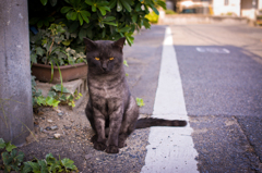 猫