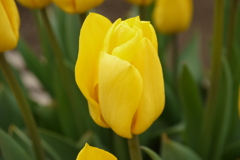 チューリップ2