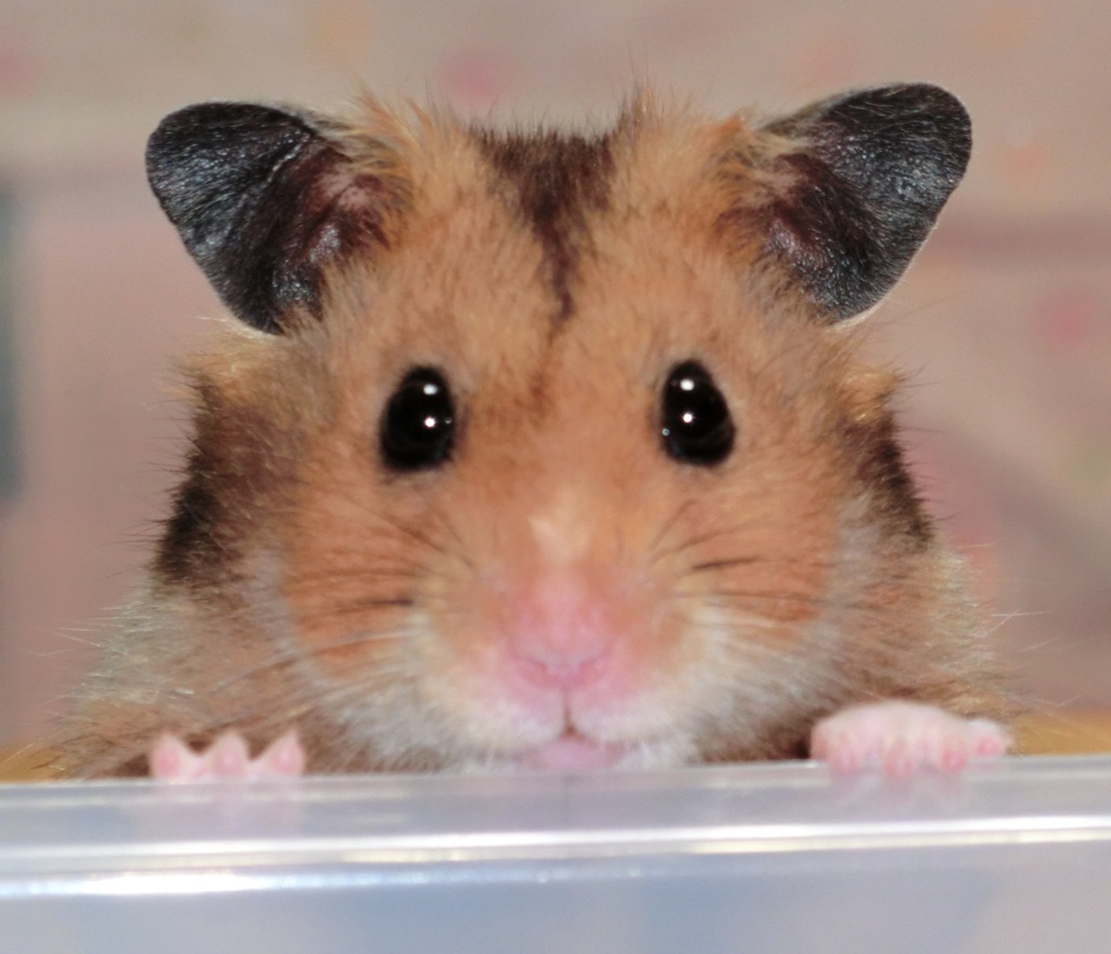 ぼく、CO56です！