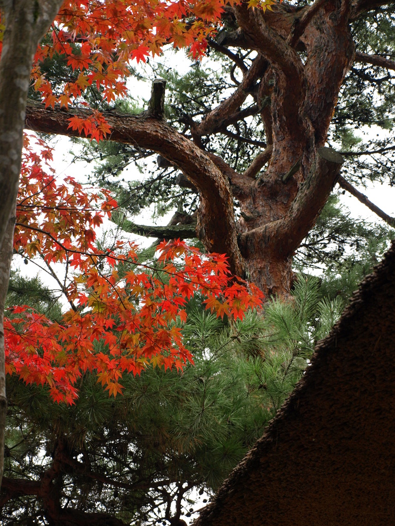 松と紅葉と