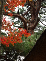 松と紅葉と
