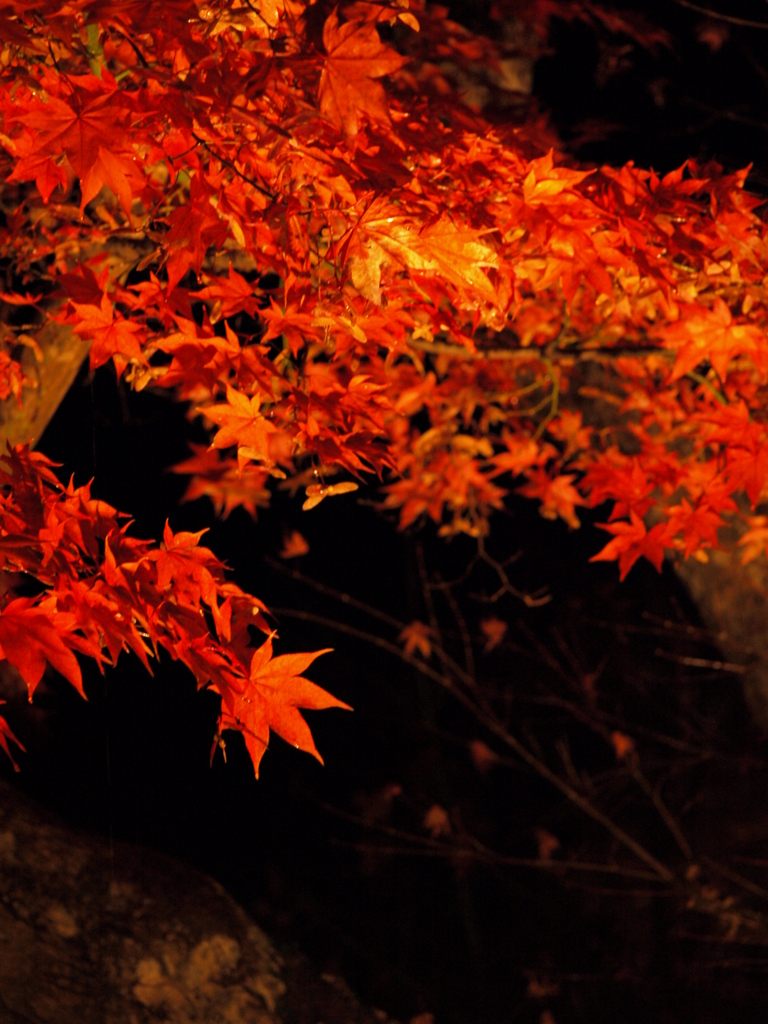 紅葉