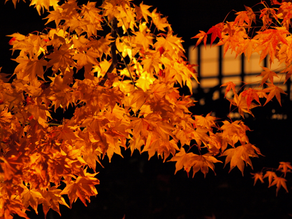 紅葉と窓