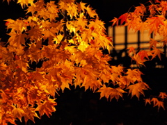 紅葉と窓