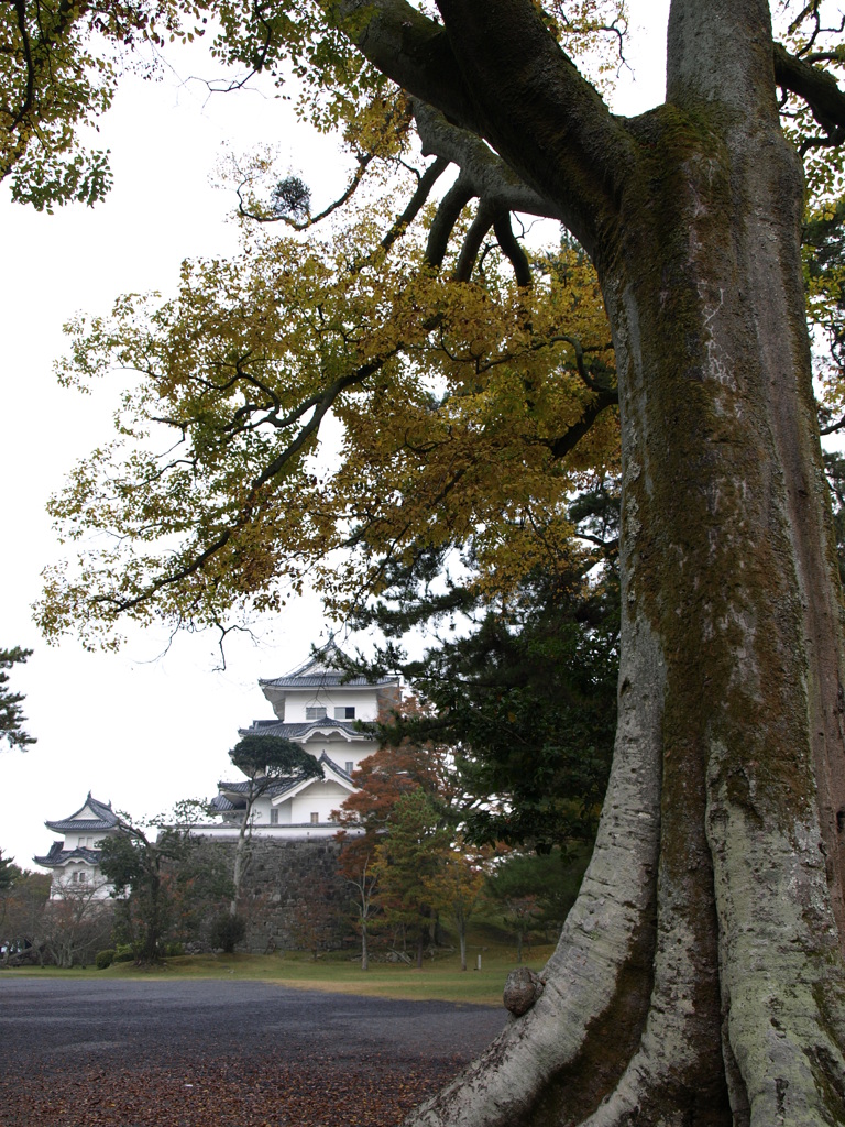伊賀上野城と大きな木
