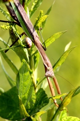 茎に擬態のカマキリ君