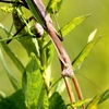 茎に擬態のカマキリ君