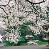 桜遊歩道にて