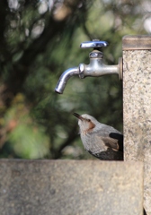 水飲み場のヒヨドリ