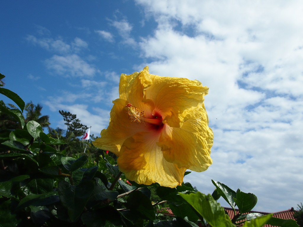 ハイビスカス