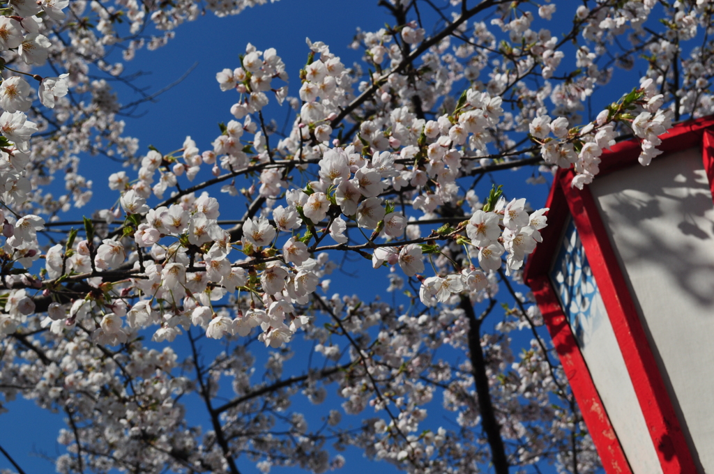 SAKURA