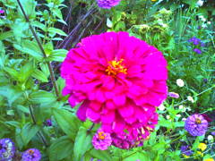 pink pink pink !
