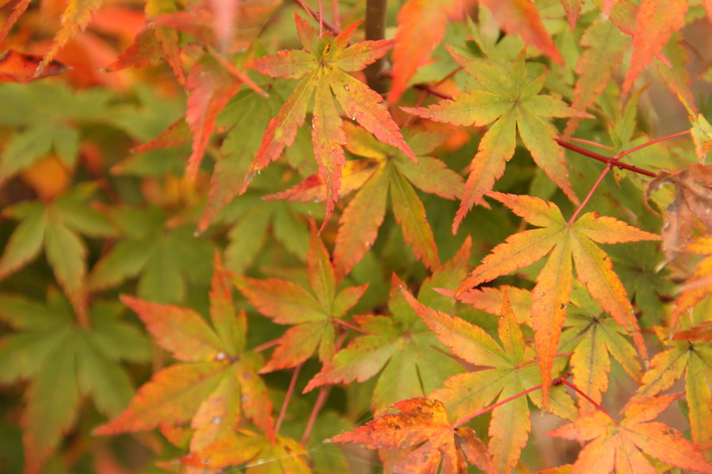 初秋の紅葉