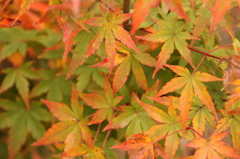 初秋の紅葉