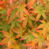 初秋の紅葉