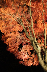 夜桜ならぬ夜紅葉