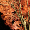 夜桜ならぬ夜紅葉
