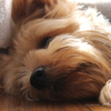 【３枚目】愛犬-ぎんた-