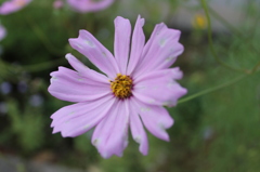 花　ハナハナ