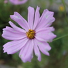 花　ハナハナ