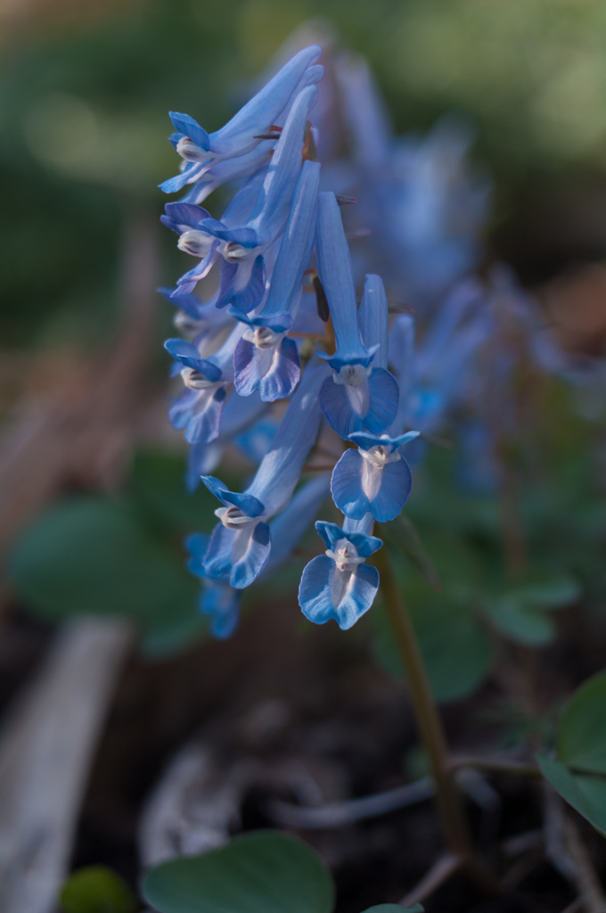 エゾエンゴサク