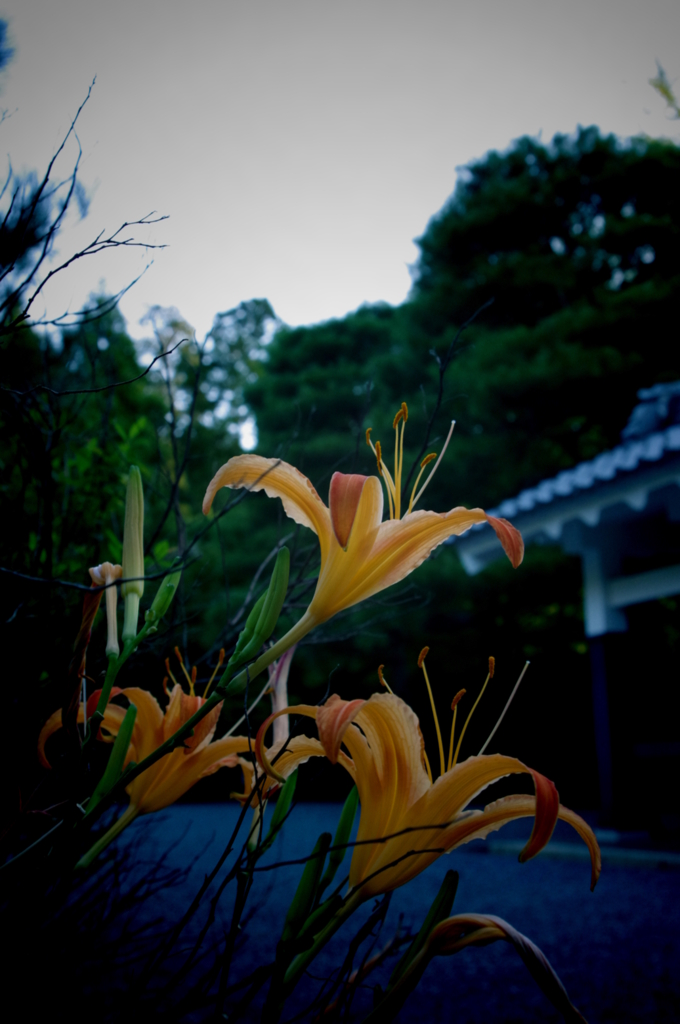咲き誇る