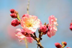 梅の花