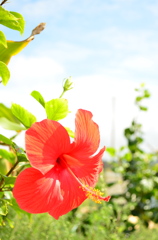 南の花