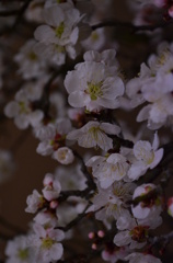 梅
