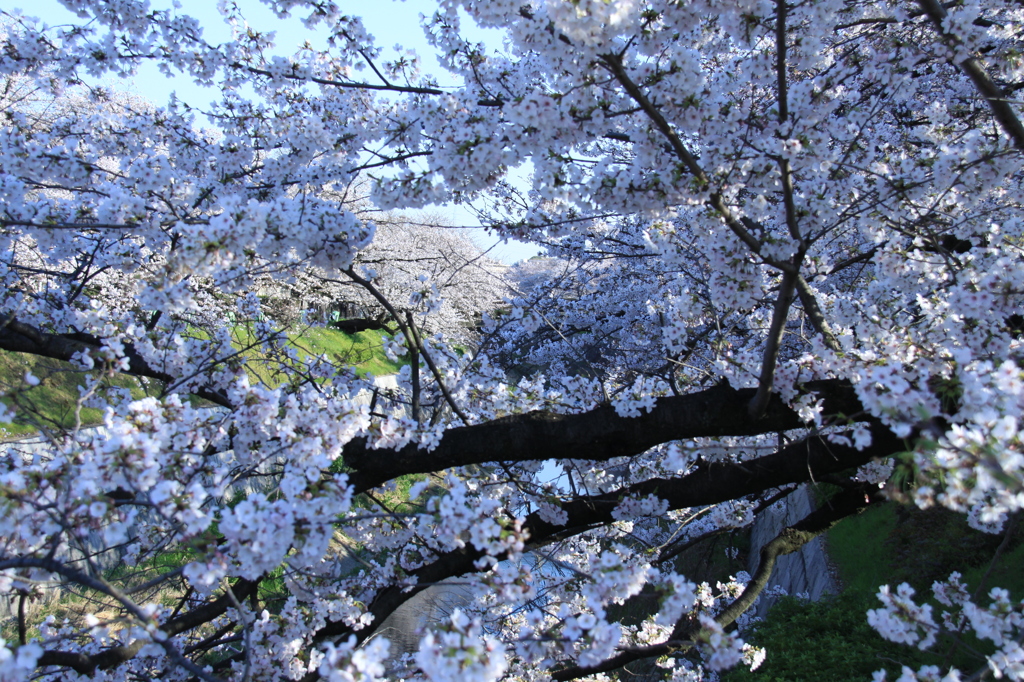 桜！！