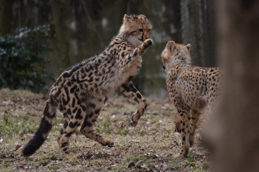 キングチーター「ナデシコ」
