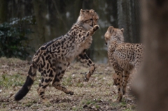 キングチーター「ナデシコ」