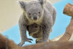 ミライにしがみつくパピー