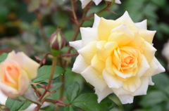 薔薇