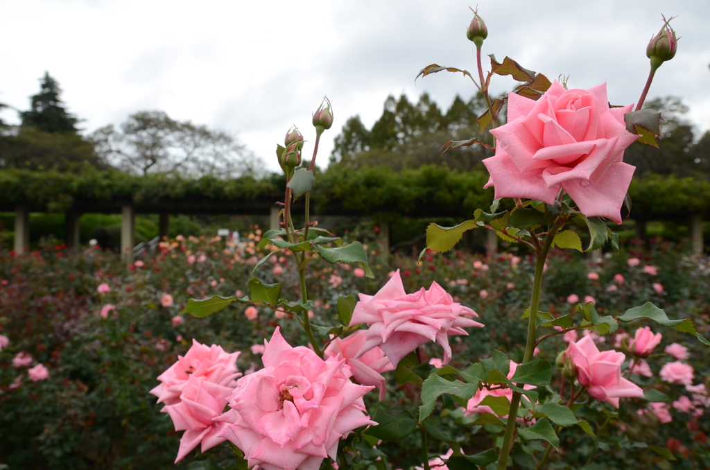 薔薇園
