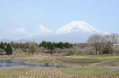 少し早い芝桜と富士