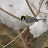 シジュウカラ