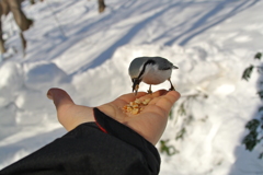 手乗りゴジュウカラ