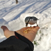 手乗りゴジュウカラ