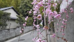 お隣りさんの梅２