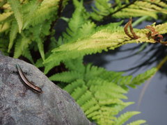 ｢お散歩ですか。｣