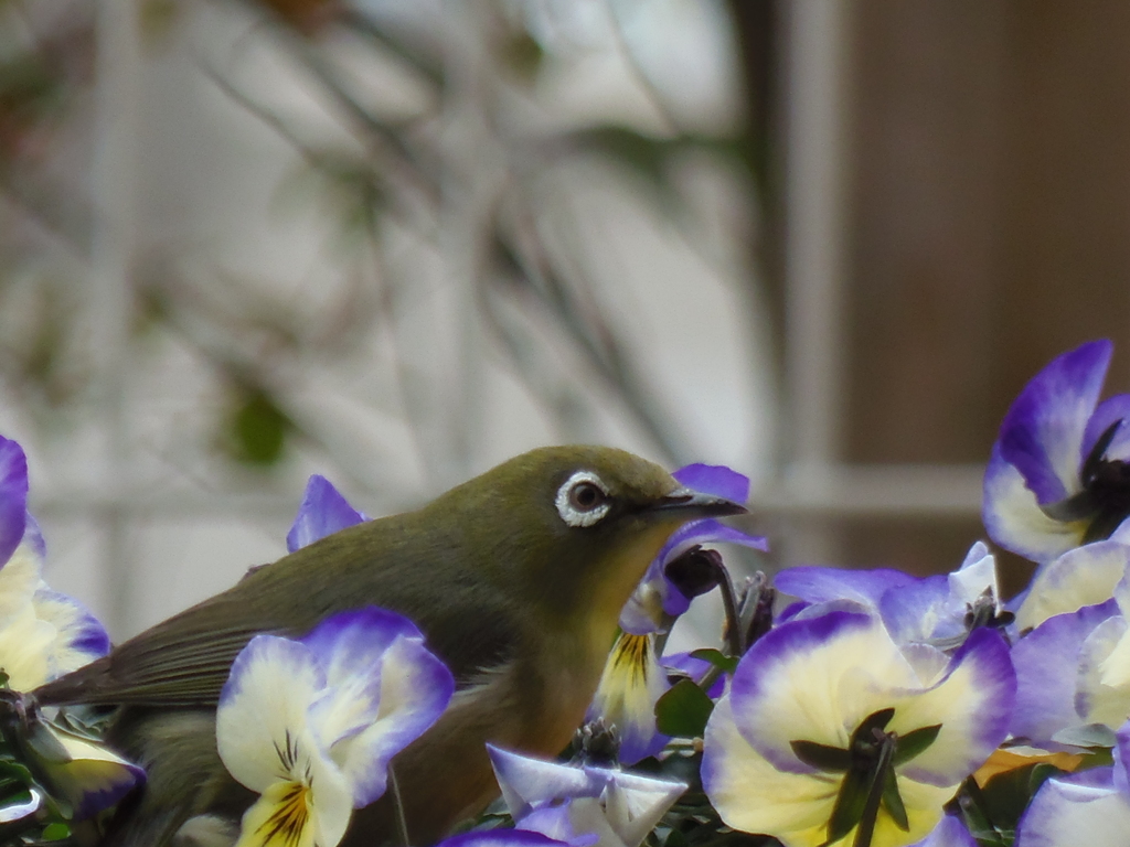 春が来る