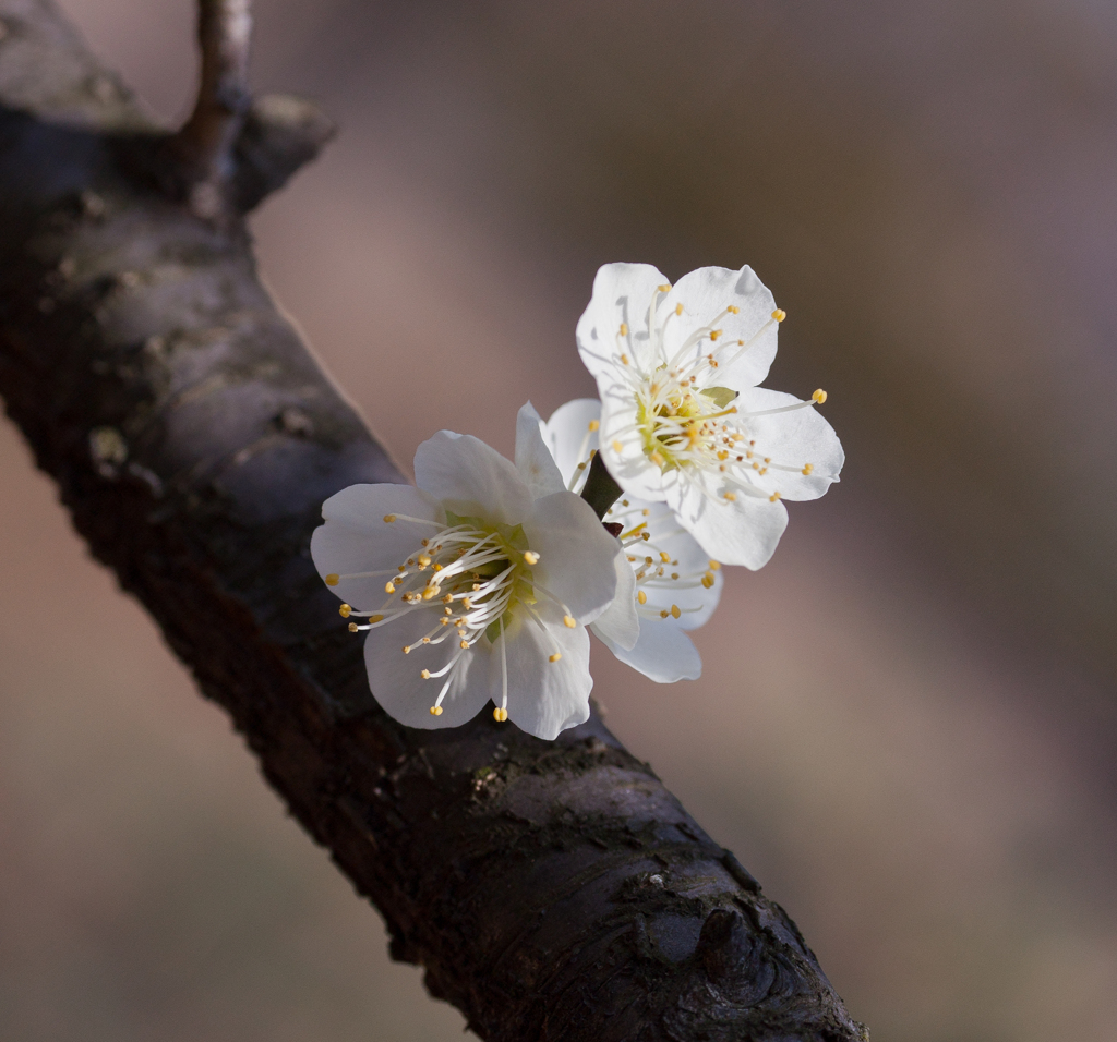 20120311-IMG_2331