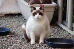 のら猫～政宗～激太り～正月で餅の食べ過ぎか？