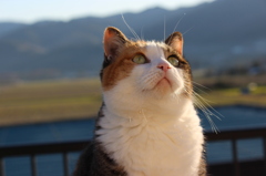 猫～黄昏時～暇なだけ！