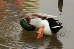 早春～用水池～明日ロシアへ帰るカモ？
