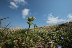 春～田んぼ～あぜ道